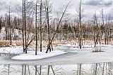 Thawing Marsh_06873